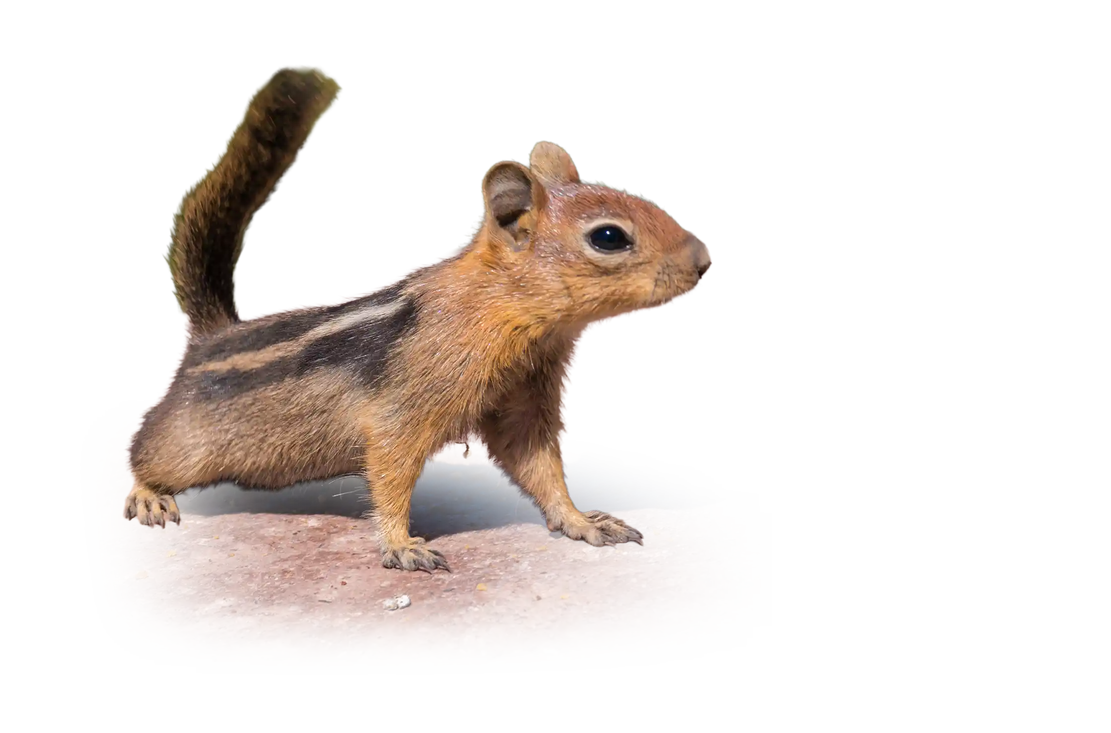 A chipmunk at Crater Lake National Park