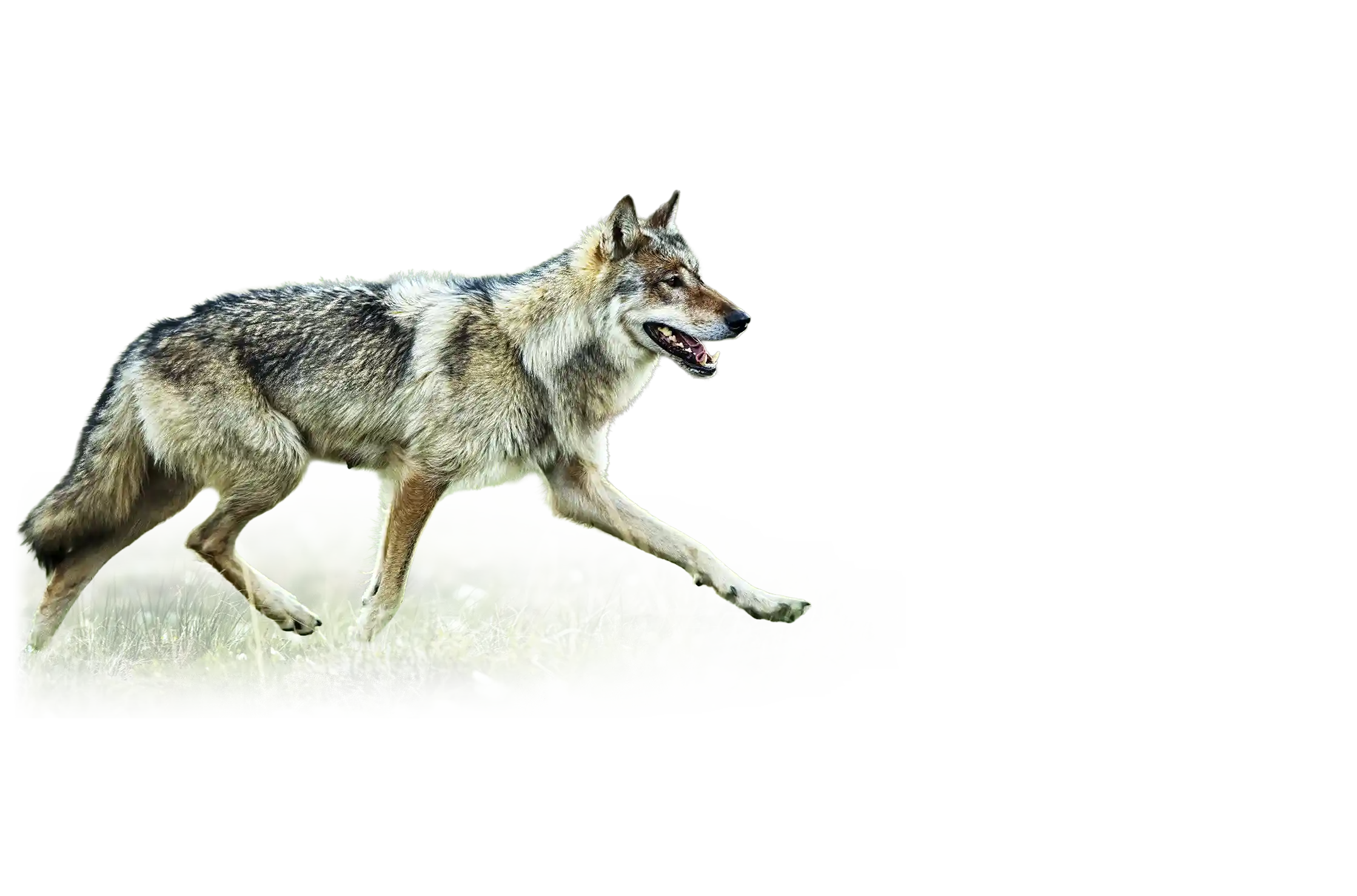 Grey wolf inside Voyageurs National Park